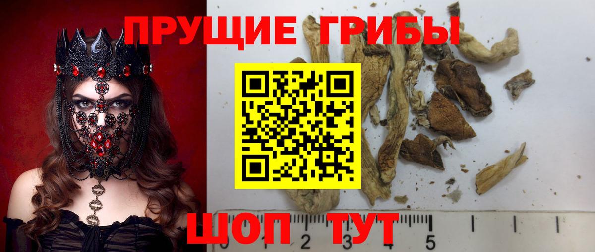купить наркотики сайты  Галлюциногенные грибы Psilocybe  Псилоцибиновые грибы Psilocybe  Вход с VPN  Елец 
